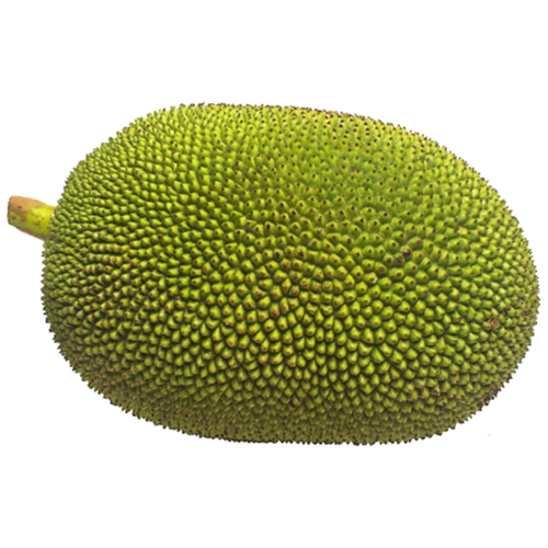 Natural Jackfruit