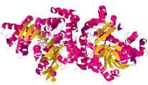 Glucosidase Enzymes