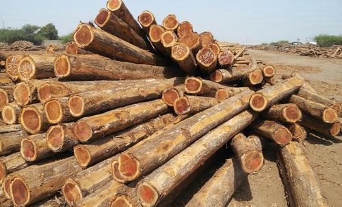 Log Teak Lumber