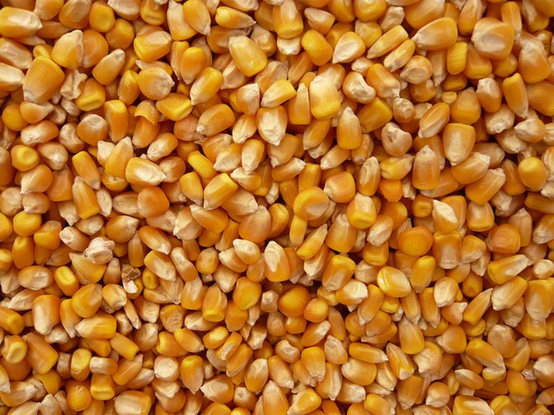 Human Feed Yellow Maize