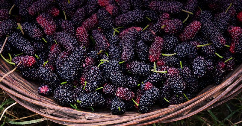 mulberries