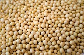 Non GMO Soybean Seeds