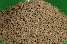 Cumin seeds, for Weaving, Style : Melange Yarn