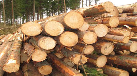Pine Eucalyptus Logs