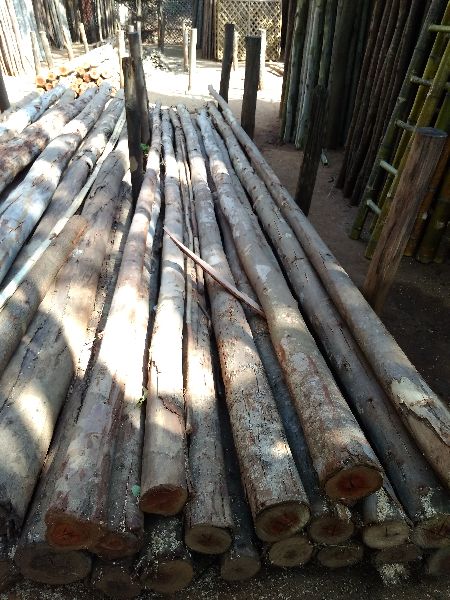 Natural Wood Eucalyptus poles, for Constructional, Industrial, Length : 10-20ft
