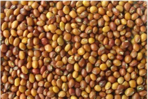 Indian Toor Seeds, Packaging Type : Jute Bag
