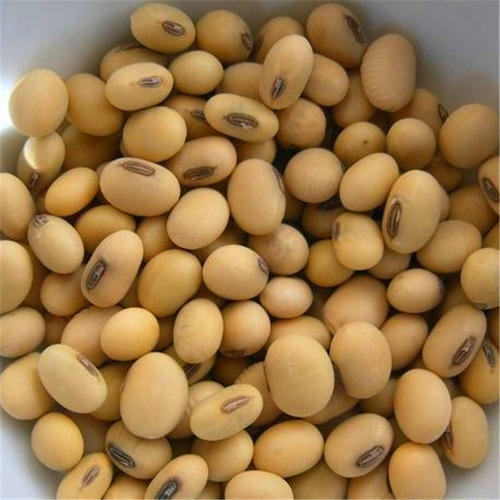 Natural Soyabean Seeds