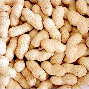 Organic Shelled Groundnuts, for Cooking, Namkeen, Oil Extraction, Snacks, Packaging Type : Plastic Packet
