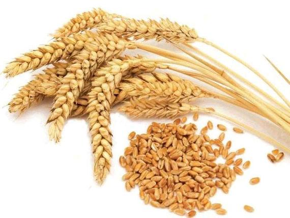 Organic Indian Wheat Seeds, Purity : 98%