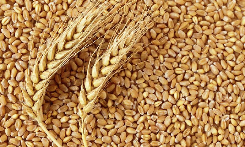Organic Wheat Seeds, Packaging Size : 25-50kg
