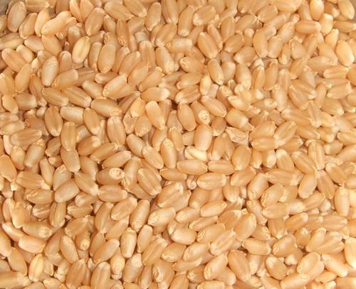 Premium Wheat Seeds, Packaging Type : PP Bags