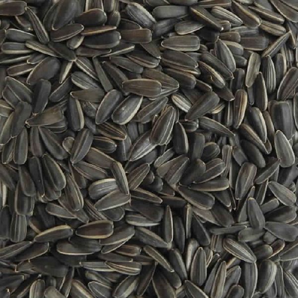 Sunflower seed, Purity : 99 % MIN