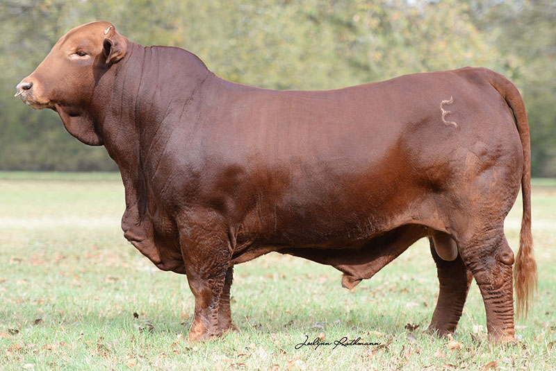 beefmaster-bulls-buy-beefmaster-bulls-in-gauteng-south-africa-from-san