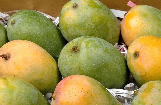 Fresh Kesar Mango