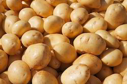 Organic Fresh Indian Potato, Packaging Size : 10-20kg, 20-30kg