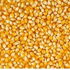 Organic Hybrid Maize Seeds, Packaging Type : Plastic Pouch, PP Bag, Vaccum Pack