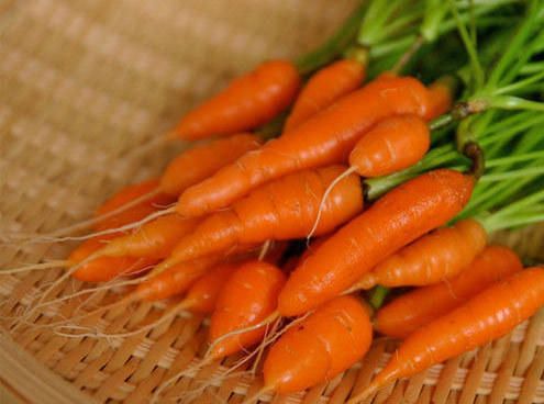 Organic Fresh Baby Carrot, for Juice, Pickle, Color : Light Red