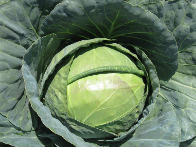 Fresh Hybrid Cabbage