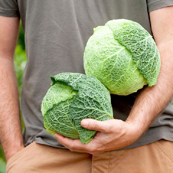 Organic Fresh Savoy Cabbage, Color : Green