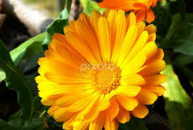 Organic Marigold Flower, Color : Yellow