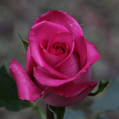 Organic Pink Rose Flower, Occasion : Birthday, Party