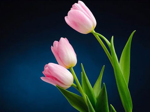 Pink Tulip Flower, for Decorative, Vase Displays, Occasion : Birthday, Weddings
