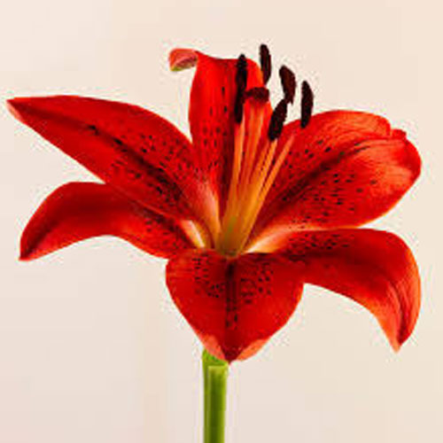 Red Lily Flower