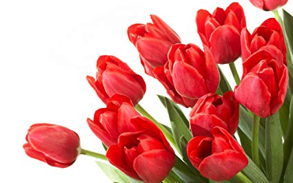 Red Tulip Flower, for Decorative, Vase Displays, Occasion : Birthday, Weddings