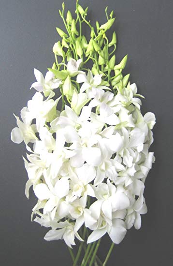 Organic White Orchid Flower, for Decorative, Vase Displays