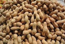 Loose Form Groundnut