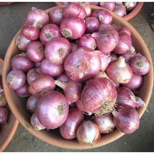 Common Hybrid Red Onion, Shelf Life : 1month