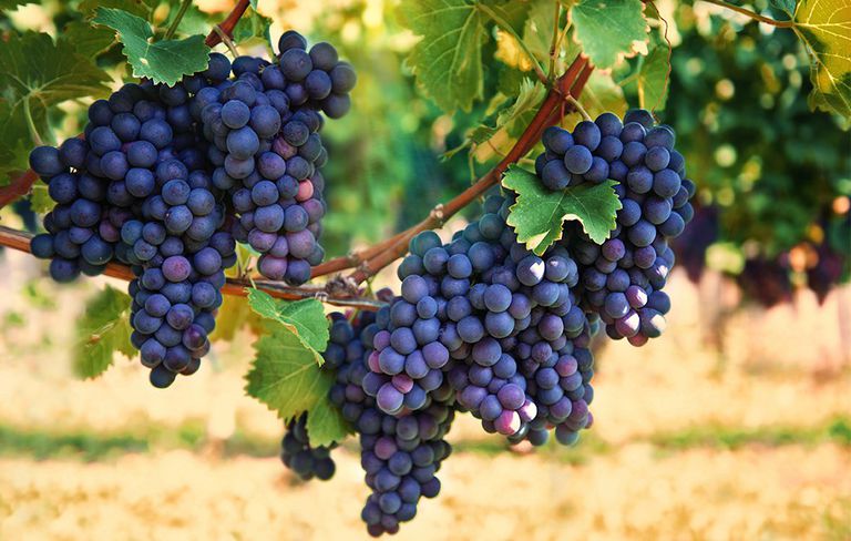 Organic fresh black grapes, Packaging Size : 10-20kg