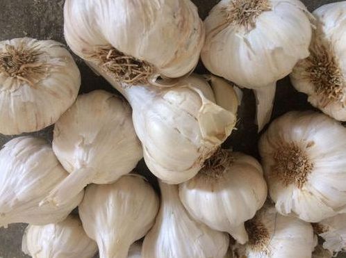 Organic Fresh Indian Garlic, Packaging Type : Gunny Bags, Plastic Bags