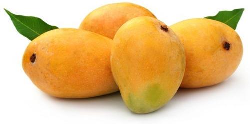 Fresh Organic Mango, for Direct Consumption, Food Processing, Taste : Delicious Sweet