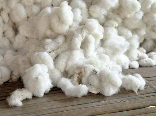 Indian Raw Cotton