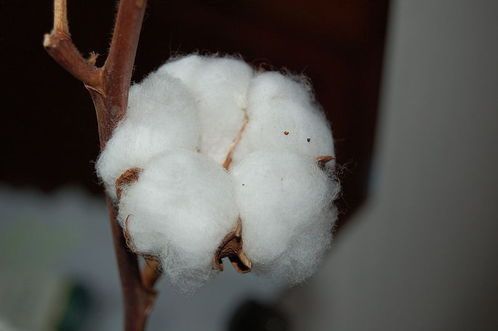Plain Organic Raw Cotton, Technics : Machine Made