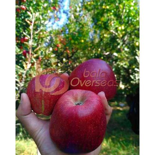 Organic Delicious Fresh Apple, Packaging Size : 10kg, 20kg, 25kg, 50kg