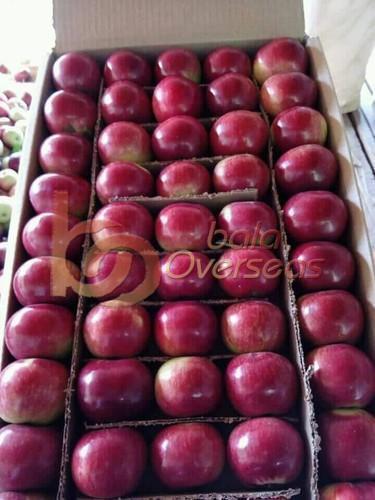 Indian Red Apples, Variety : Delicious