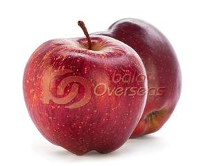 Organic Red Apple, Variety : Delicious