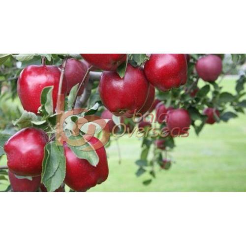 Red Kashmiri Apple
