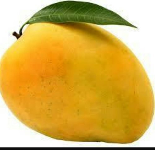 Organic kesar mango, for Food Processing, Juice Making, Style : Fresh