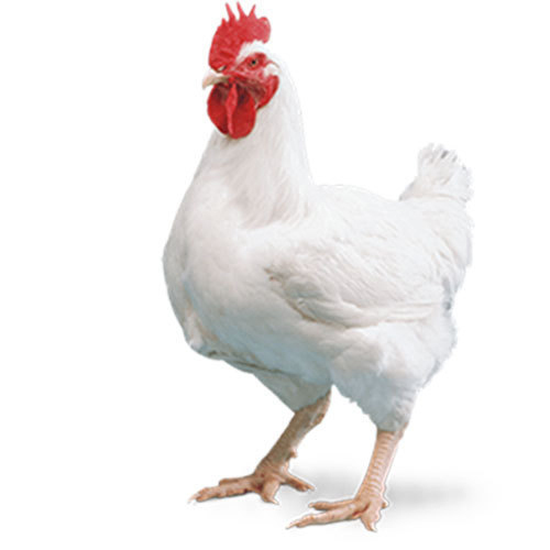 Broiler Breed Chicken, for Cooking, Hotel, Restaurant, Packaging Type : Carton Boxes, Pe Bag