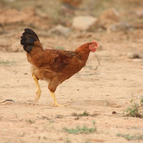 Desi Poultry Farm Chicken