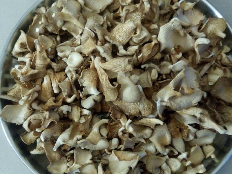 Natural oyster dry mushroom, Shelf Life : 18 months