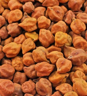 Chickpeas Seed