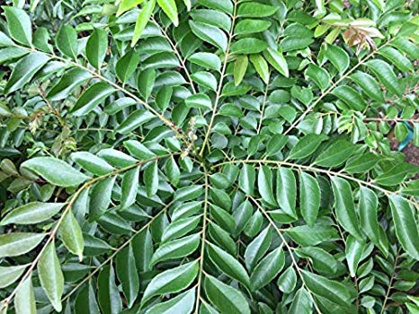 Organic Curry Leaf Plant, Color : Green