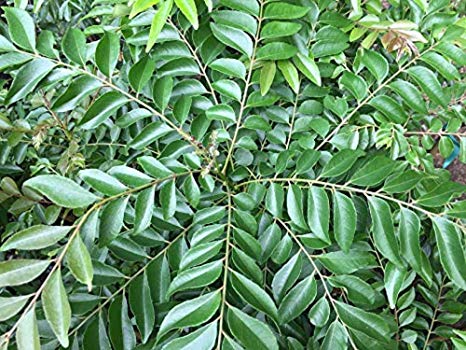 Curry Leaf Plant