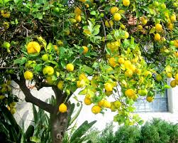 Organic lemon plant, Variety : Hybrid