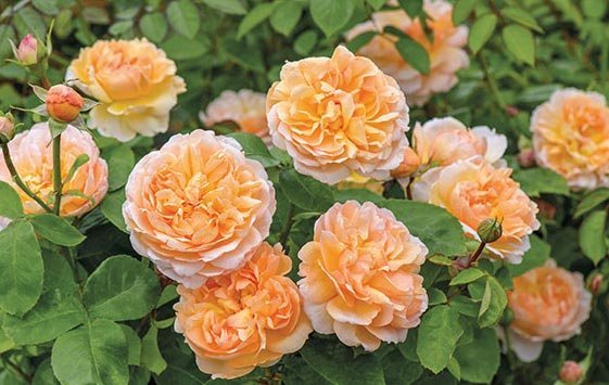 Orange Rose Plant