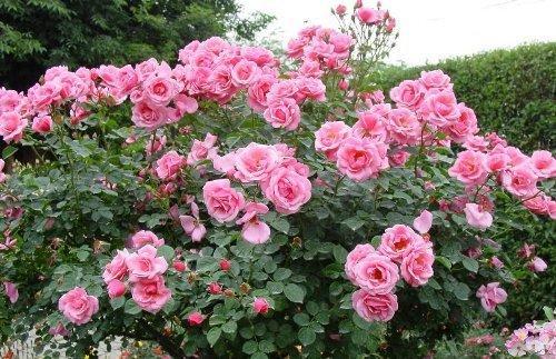 Organic pink rose plant, Style : Natural